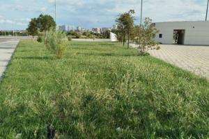 Qazon Örtüyü işləri